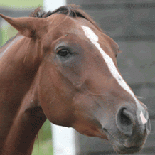 images/productimages/small/stress-paard.gif